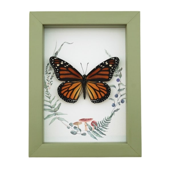 Real Framed Monarch Butterfly Ferns Mushrooms Danaus plexippus Female Taxidermy Sage Green Display