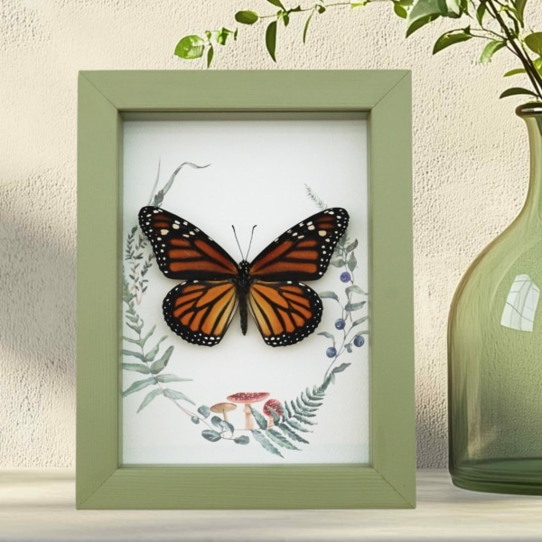 Real Framed Monarch Butterfly Ferns Mushrooms Danaus plexippus Female Taxidermy Sage Green Display