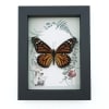 Framed Monarch Butterfly Forest Mushrooms Ferns Danaus plexippus Female Taxidermy Display
