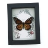 Framed Monarch Butterfly Forest Mushrooms Ferns Danaus plexippus Female Taxidermy Display