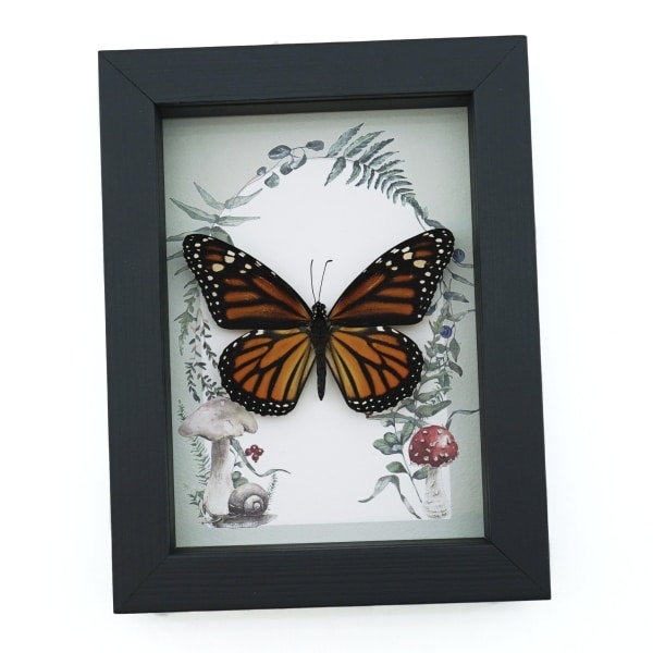 Framed Monarch Butterfly Forest Mushrooms Ferns Danaus plexippus Female Taxidermy Display