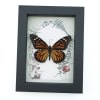 Framed Monarch Butterfly Forest Mushrooms Ferns Danaus plexippus Female Taxidermy Display