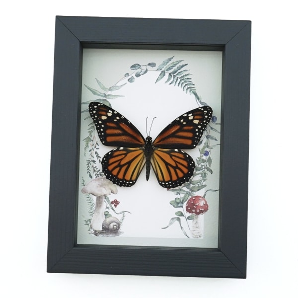 Framed Monarch Butterfly Forest Mushrooms Ferns Danaus plexippus Female Taxidermy Display
