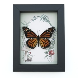 Framed Monarch Butterfly Forest Mushrooms Ferns Danaus plexippus Female Taxidermy Display