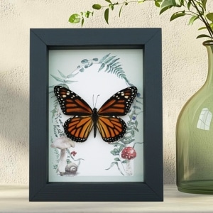 Framed Monarch Butterfly Forest Mushrooms Ferns Danaus plexippus Female Taxidermy Display