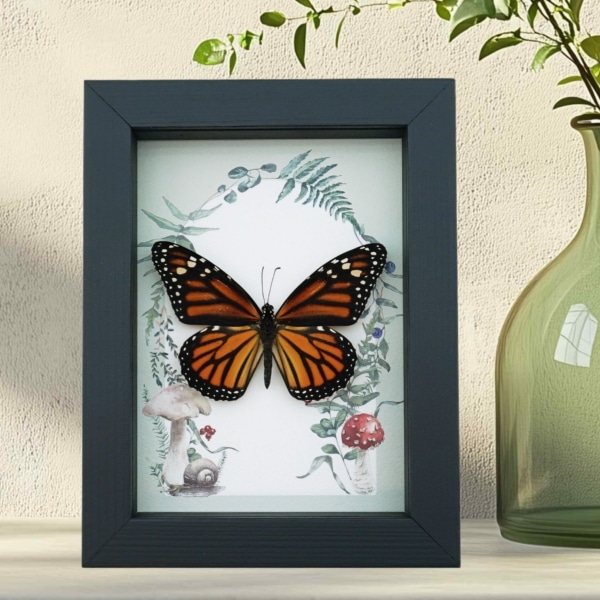 Framed Monarch Butterfly Forest Mushrooms Ferns Danaus plexippus Female Taxidermy Display