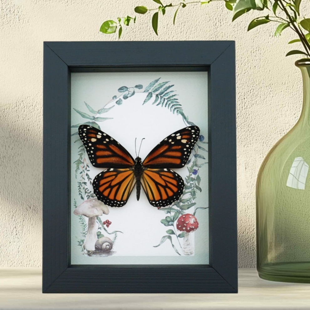 Framed Monarch Butterfly Forest Mushrooms Ferns Danaus plexippus Female Taxidermy Display Framed Monarch Butterfly Forest Mushrooms Ferns Danaus plexippus Female Taxidermy Display