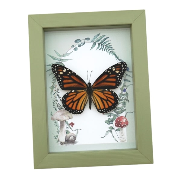 Framed Monarch Butterfly Forest Mushrooms Ferns Danaus plexippus Female Taxidermy Sage Green Display