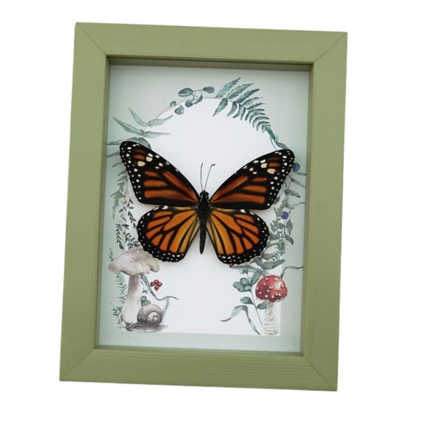 Framed Monarch Butterfly Forest Mushrooms Ferns Danaus plexippus Female Taxidermy Sage Green Display