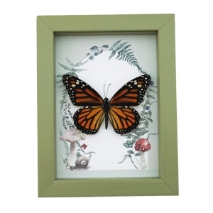 Framed Monarch Butterfly Forest Mushrooms Ferns Danaus plexippus Female Taxidermy Sage Green Display