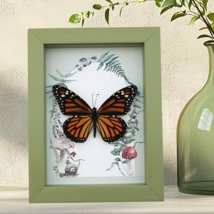 Framed Monarch Butterfly Forest Mushrooms Ferns Danaus plexippus Female Taxidermy Sage Green Display