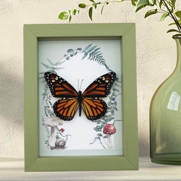 Framed Monarch Butterfly Forest Mushrooms Ferns Danaus plexippus Female Taxidermy Sage Green Display