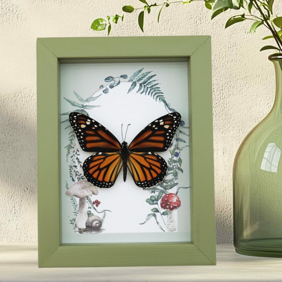 Framed Monarch Butterfly Forest Mushrooms Ferns Danaus plexippus Female Taxidermy Sage Green Display Framed Monarch Butterfly Forest Mushrooms Ferns Danaus plexippus Female Taxidermy Sage Green Display