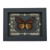 Real Framed Monarch Butterfly Gothic Scrolls Danaus plexippus Female Taxidermy Display
