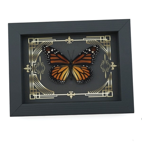 Real Framed Monarch Butterfly Gothic Scrolls Danaus plexippus Female Taxidermy Display