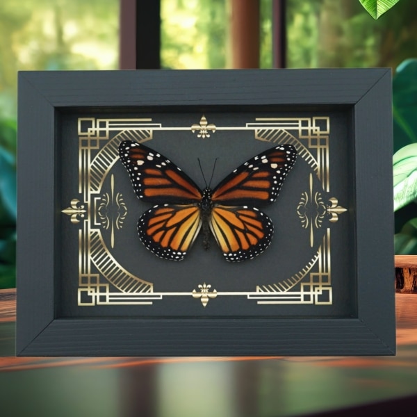 Real Framed Monarch Butterfly Gothic Scrolls Danaus plexippus Female Taxidermy Display