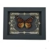Real Framed Monarch Butterfly Gothic Scrolls Danaus plexippus Female Taxidermy Display