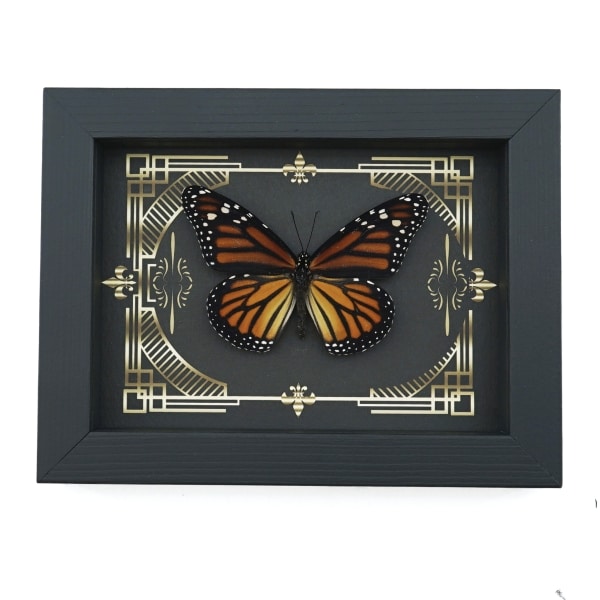 Real Framed Monarch Butterfly Gothic Scrolls Danaus plexippus Female Taxidermy Display