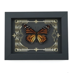 Real Framed Monarch Butterfly Gothic Scrolls Danaus plexippus Female Taxidermy Display