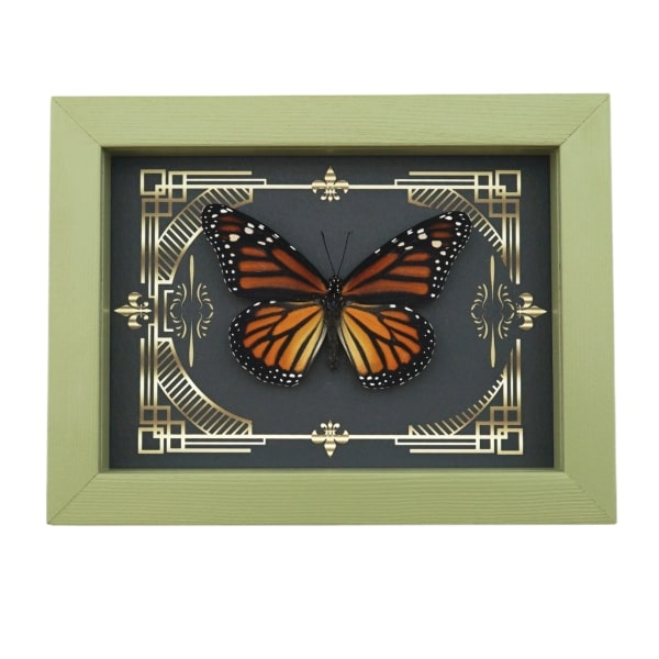 Real Framed Monarch Butterfly Gothic Scrolls Danaus plexippus Female Taxidermy Sage Green Display