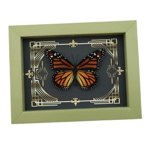 Real Framed Monarch Butterfly Gothic Scrolls Danaus plexippus Female Taxidermy Sage Green Display