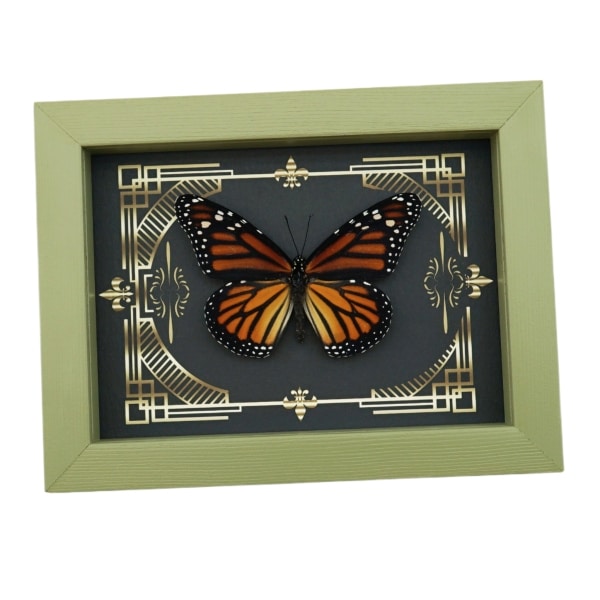 Real Framed Monarch Butterfly Gothic Scrolls Danaus plexippus Female Taxidermy Sage Green Display
