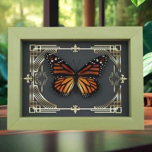 Real Framed Monarch Butterfly Gothic Scrolls Danaus plexippus Female Taxidermy Sage Green Display