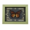 Real Framed Monarch Butterfly Gothic Scrolls Danaus plexippus Female Taxidermy Sage Green Display