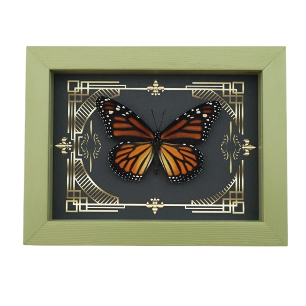 Real Framed Monarch Butterfly Gothic Scrolls Danaus plexippus Female Taxidermy Sage Green Display