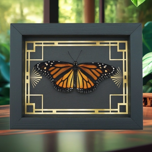Real Framed Monarch Butterfly Art Deco border Danaus plexippus Female Resting Taxidermy Display