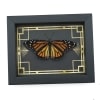 Real Framed Monarch Butterfly Art Deco border Danaus plexippus Female Resting Taxidermy Display
