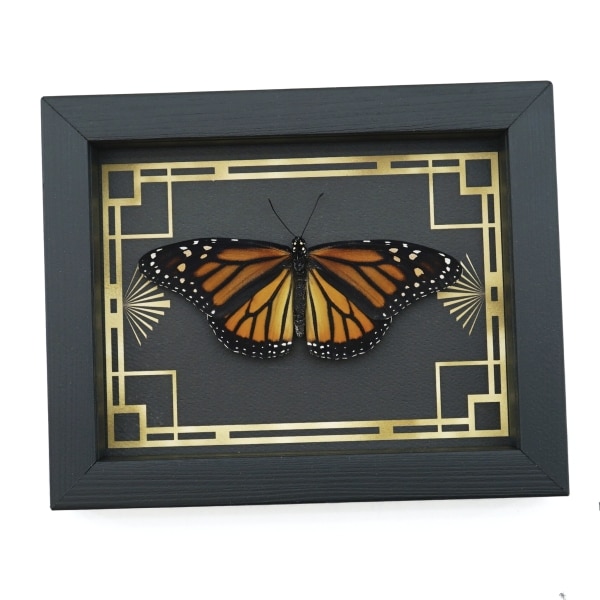 Real Framed Monarch Butterfly Art Deco border Danaus plexippus Female Resting Taxidermy Display