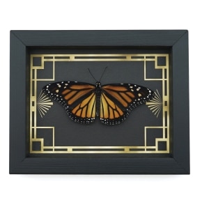 Real Framed Monarch Butterfly Art Deco border Danaus plexippus Female Resting Taxidermy Display