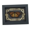 Real Framed Monarch Butterfly Art Deco Double Border Danaus plexippus Female Resting Taxidermy Display