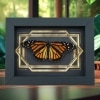 Real Framed Monarch Butterfly Art Deco Double Border Danaus plexippus Female Resting Taxidermy Display