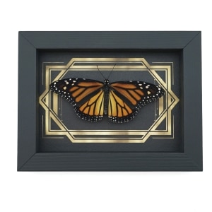 Real Framed Monarch Butterfly Art Deco Double Border Danaus plexippus Female Resting Taxidermy Display
