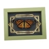 Real Framed Monarch Butterfly Art Deco Double Border Danaus plexippus Female Resting Taxidermy Sage Green Display
