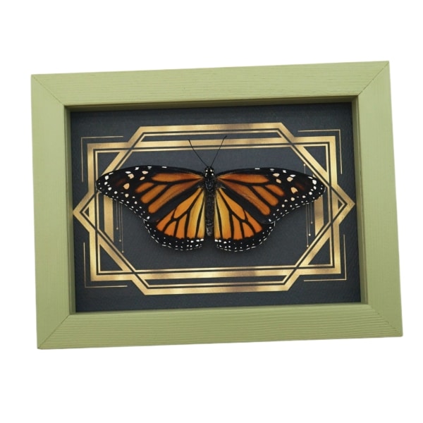 Real Framed Monarch Butterfly Art Deco Double Border Danaus plexippus Female Resting Taxidermy Sage Green Display