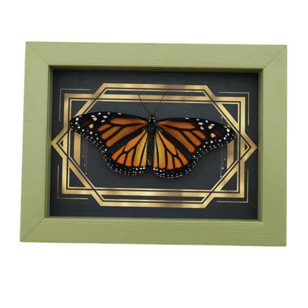 Real Framed Monarch Butterfly Art Deco Double Border Danaus plexippus Female Resting Taxidermy Sage Green Display
