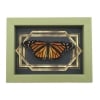 Real Framed Monarch Butterfly Art Deco Double Border Danaus plexippus Female Resting Taxidermy Sage Green Display
