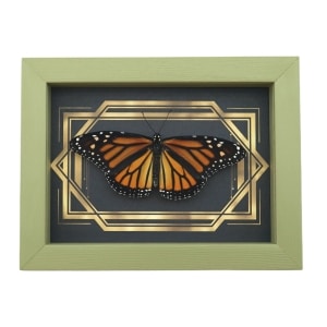 Real Framed Monarch Butterfly Art Deco Double Border Danaus plexippus Female Resting Taxidermy Sage Green Display