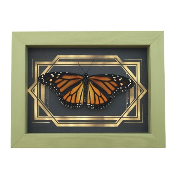 Real Framed Monarch Butterfly Art Deco Double Border Danaus plexippus Female Resting Taxidermy Sage Green Display