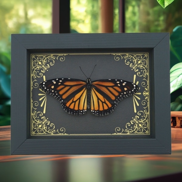 Real Framed Monarch Butterfly Art Deco Golden Scrolls Danaus plexippus Female Resting Taxidermy Display