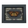 Real Framed Monarch Butterfly Gothic Scrolls Danaus plexippus Female Resting Taxidermy Display