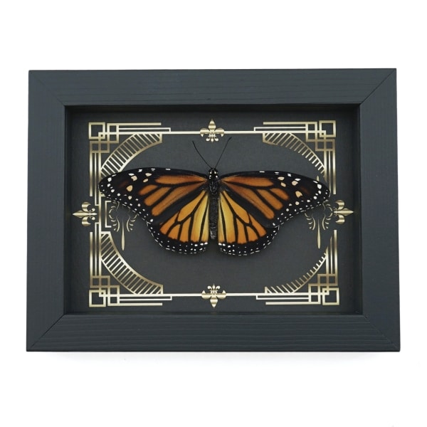 Real Framed Monarch Butterfly Gothic Scrolls Danaus plexippus Female Resting Taxidermy Display