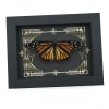 Real Framed Monarch Butterfly Gothic Scrolls Danaus plexippus Female Resting Taxidermy Display
