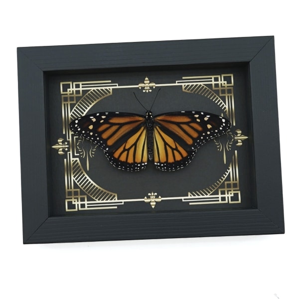 Real Framed Monarch Butterfly Gothic Scrolls Danaus plexippus Female Resting Taxidermy Display