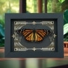 Real Framed Monarch Butterfly Gothic Scrolls Danaus plexippus Female Resting Taxidermy Display