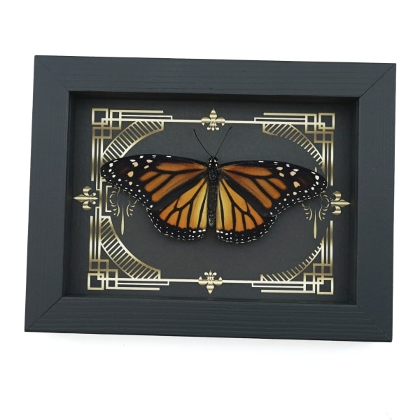Real Framed Monarch Butterfly Gothic Scrolls Danaus plexippus Female Resting Taxidermy Display