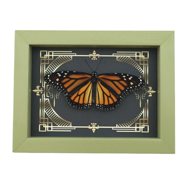 Real Framed Monarch Butterfly Gothic Scrolls Danaus plexippus Female Resting Taxidermy Sage Green Display